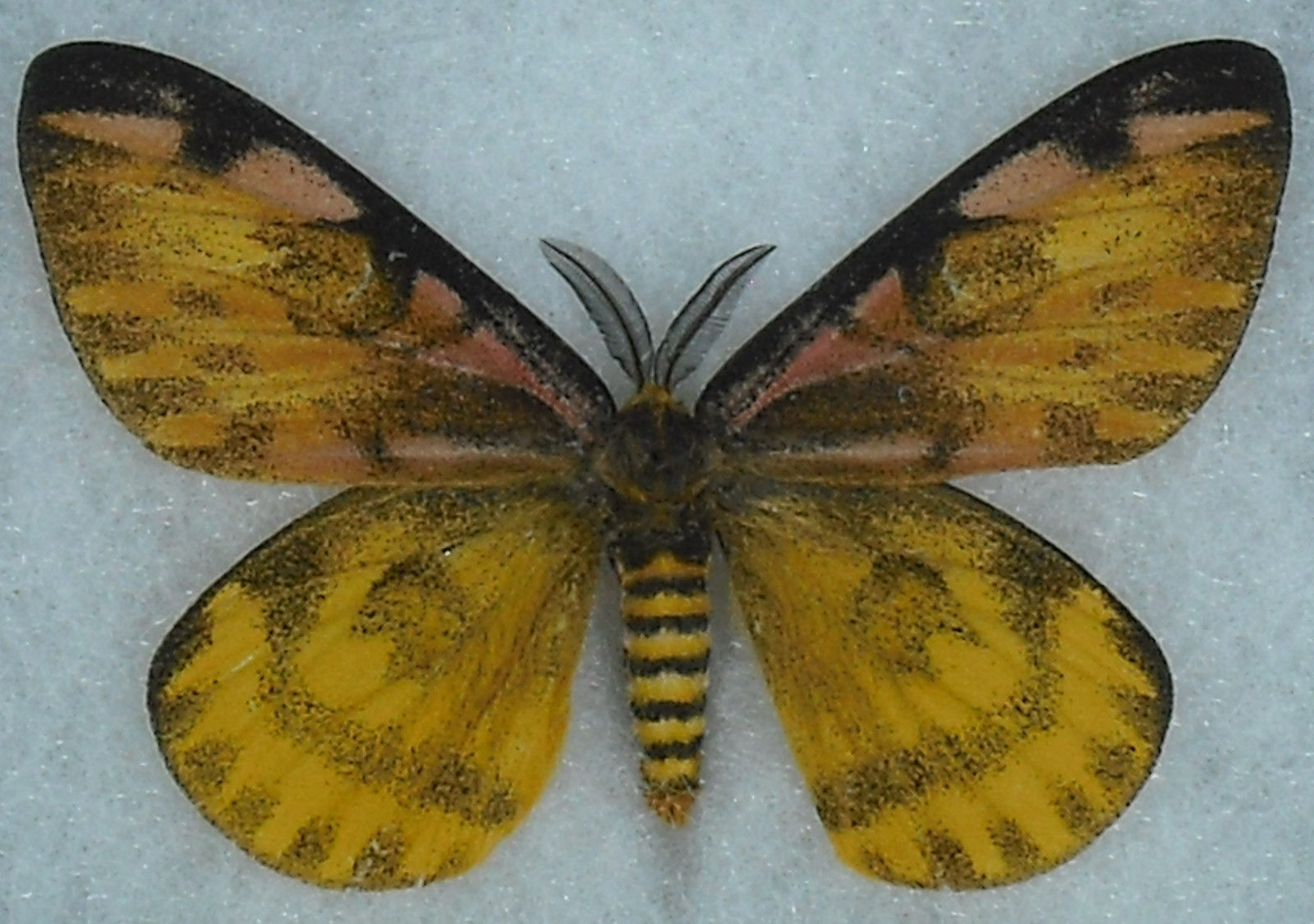Hemileuca eglanterina male (aberration) (Internet Image property of respective owner, non-commercial use only)
